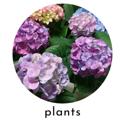 plants