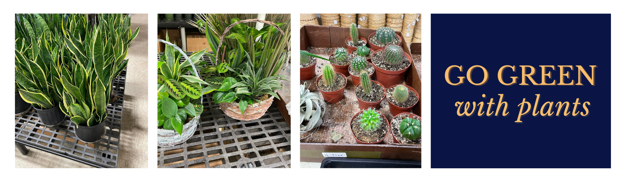 wholesale plant collage